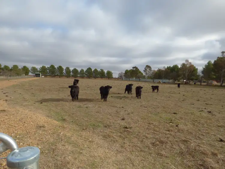 Sixth view of Homely land listing, 331A Calarie Road, Forbes NSW 2871