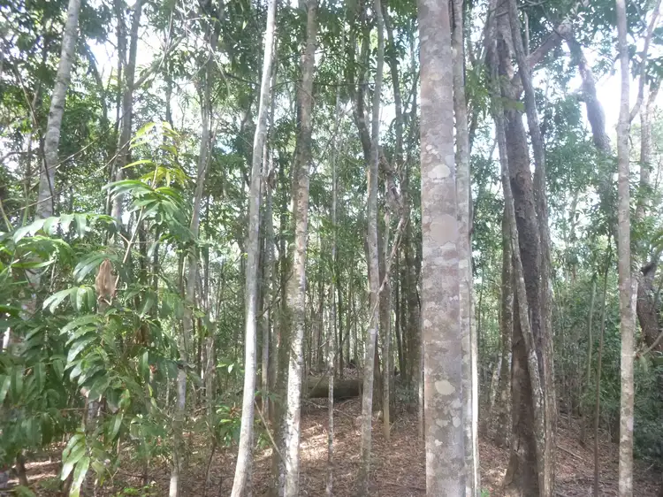 1 Rossville-Bloomfield Road, Bloomfield QLD 4895