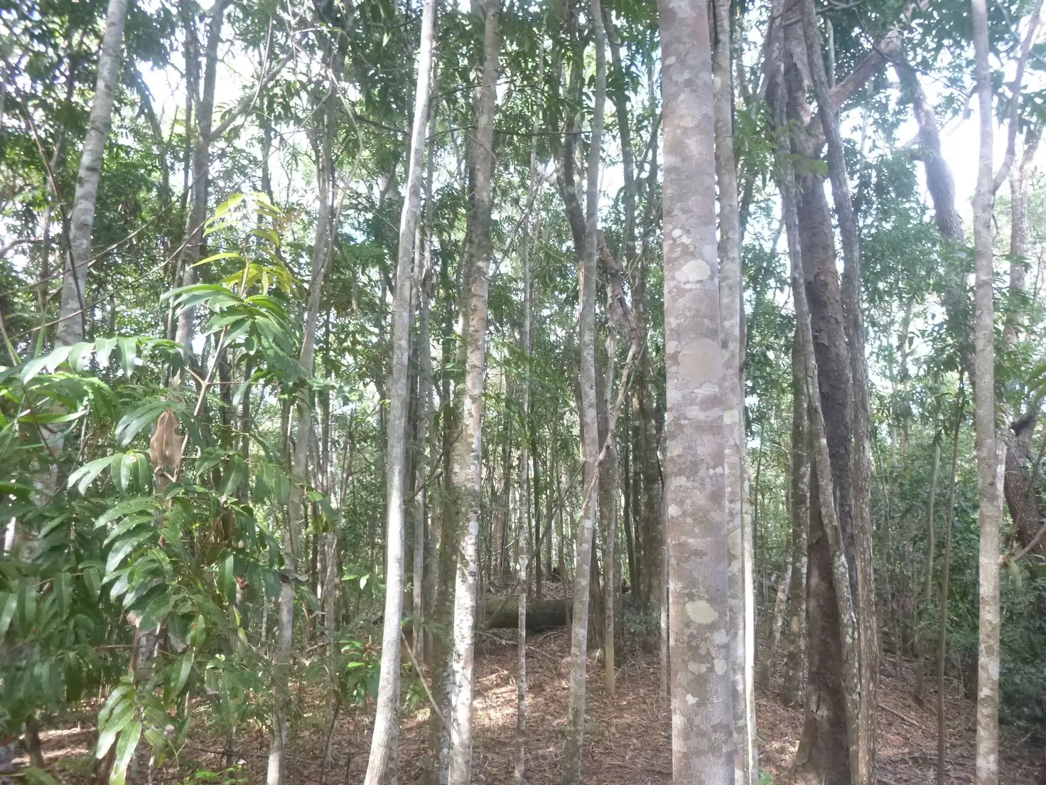 Main view of Homely land listing, 1 Rossville-Bloomfield Road, Bloomfield QLD 4895