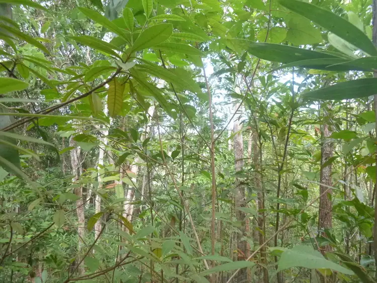 Sixth view of Homely land listing, 1 Rossville-Bloomfield Road, Bloomfield QLD 4895