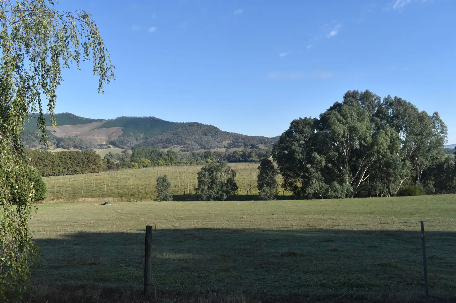 Main view of Homely house listing, 310 Buffalo River Road, Myrtleford VIC 3737