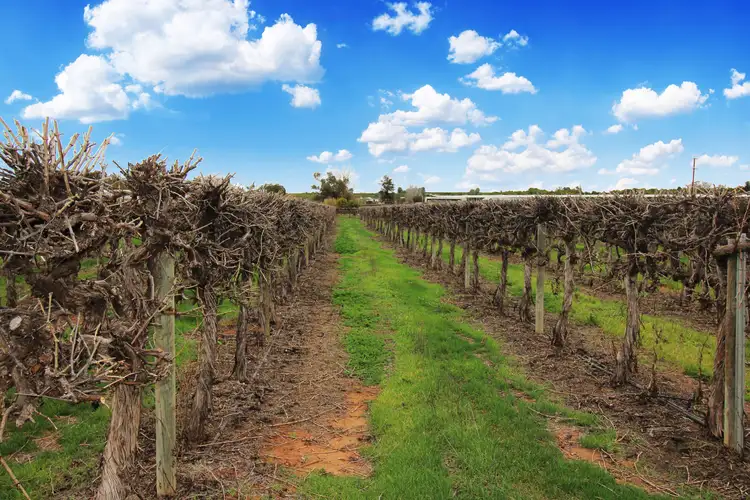 104 Tareena Street, Renmark SA 5341
