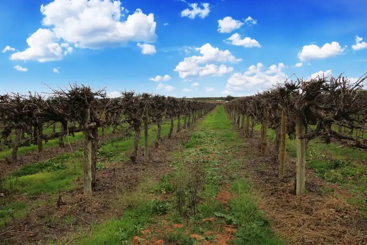 Third view of Homely rural property listing, 104 Tareena Street, Renmark SA 5341