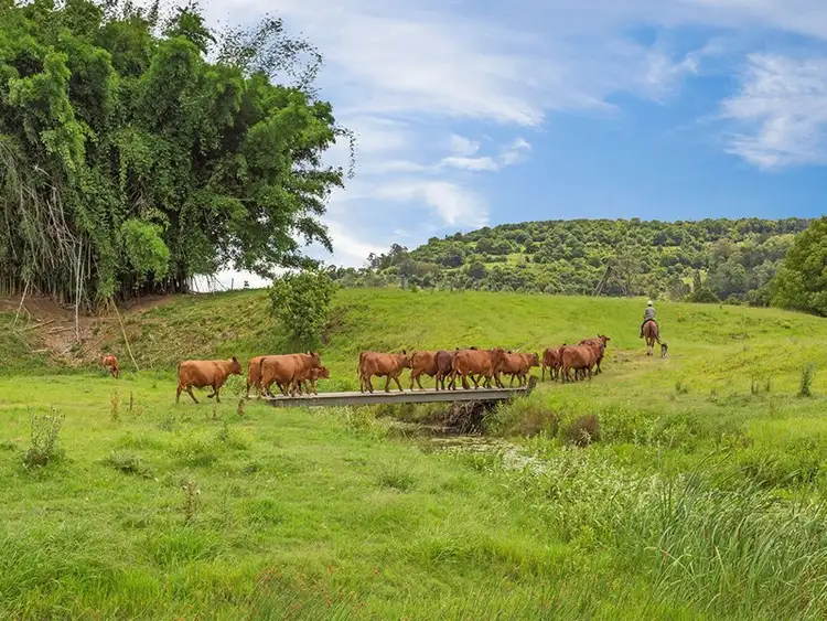 Second view of Homely rural property listing, 787 Keerrong Road, Keerrong NSW 2480