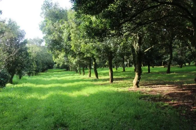 Seventh view of Homely rural property listing, 688 Duncan Road, Dunoon NSW 2480