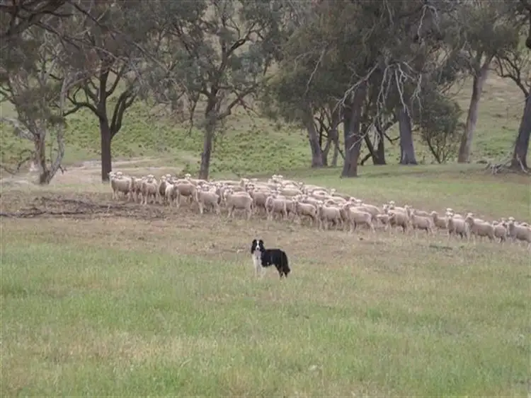 Sixth view of Homely rural property listing, 2345 Ophir Road, Orange NSW 2800