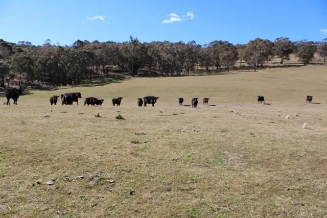 Sixth view of Homely rural property listing, 499 Cuthill Road, Oberon NSW 2787