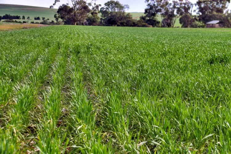 Third view of Homely rural property listing, 2 Lots, Wilkins Highway, Gladstone SA 5473