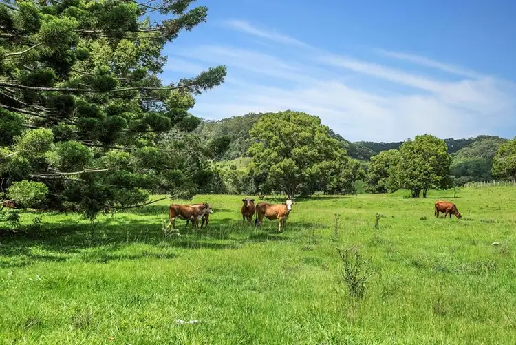 Fourth view of Homely rural property listing, 803-809 Cudgera Creek Road, Cudgera Creek NSW 2484