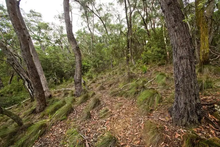 Fifth view of Homely land listing, Lot 17 Victoria Street, Mount Victoria NSW 2786