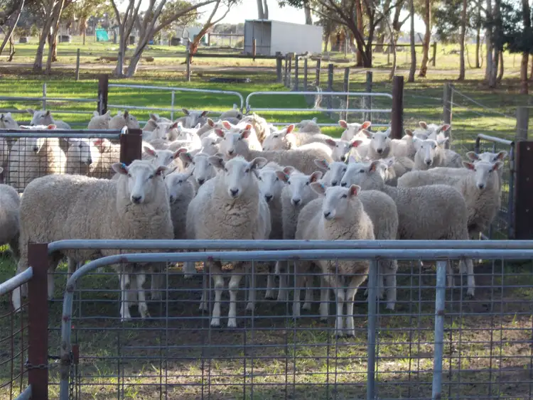 Third view of Homely rural property listing, 77 O'Connells Road, Bordertown SA 5268