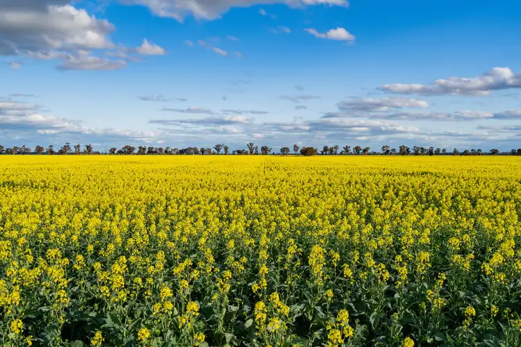 1292 Lower Middle Road, Ganmain Via, Coolamon NSW 2701