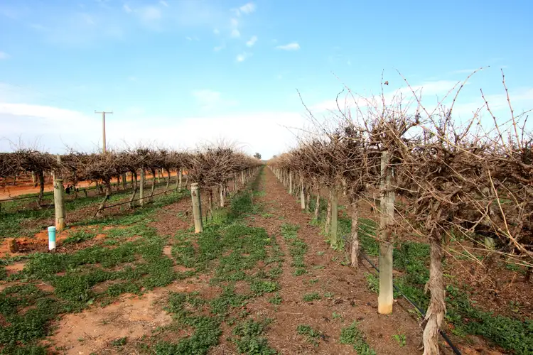 Fourth view of Homely rural property listing, Lot 3 Mortimer Drive, Monash SA 5342