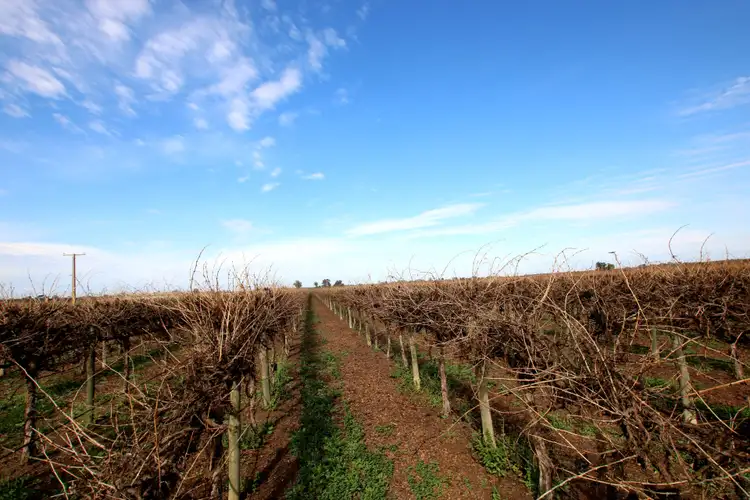 Sixth view of Homely rural property listing, Lot 3 Mortimer Drive, Monash SA 5342