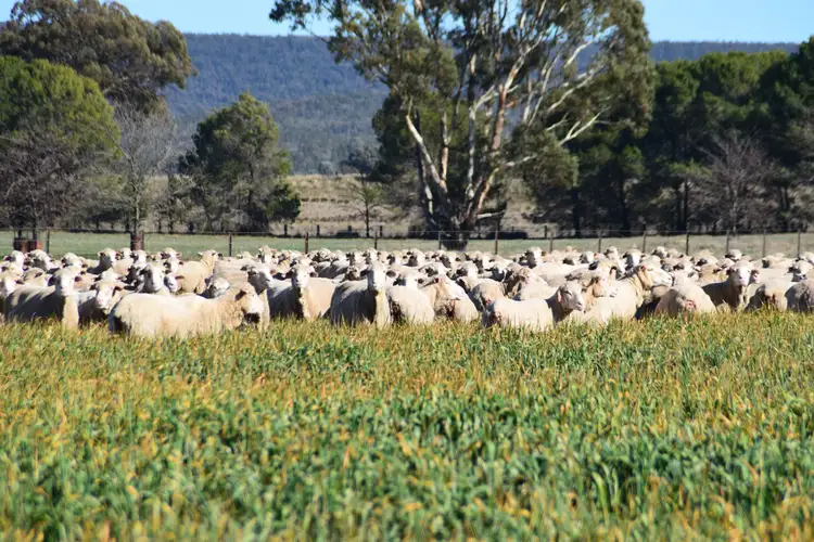 Seventh view of Homely rural property listing, 6702 Renshaw McGirr Way, Baldry NSW 2867