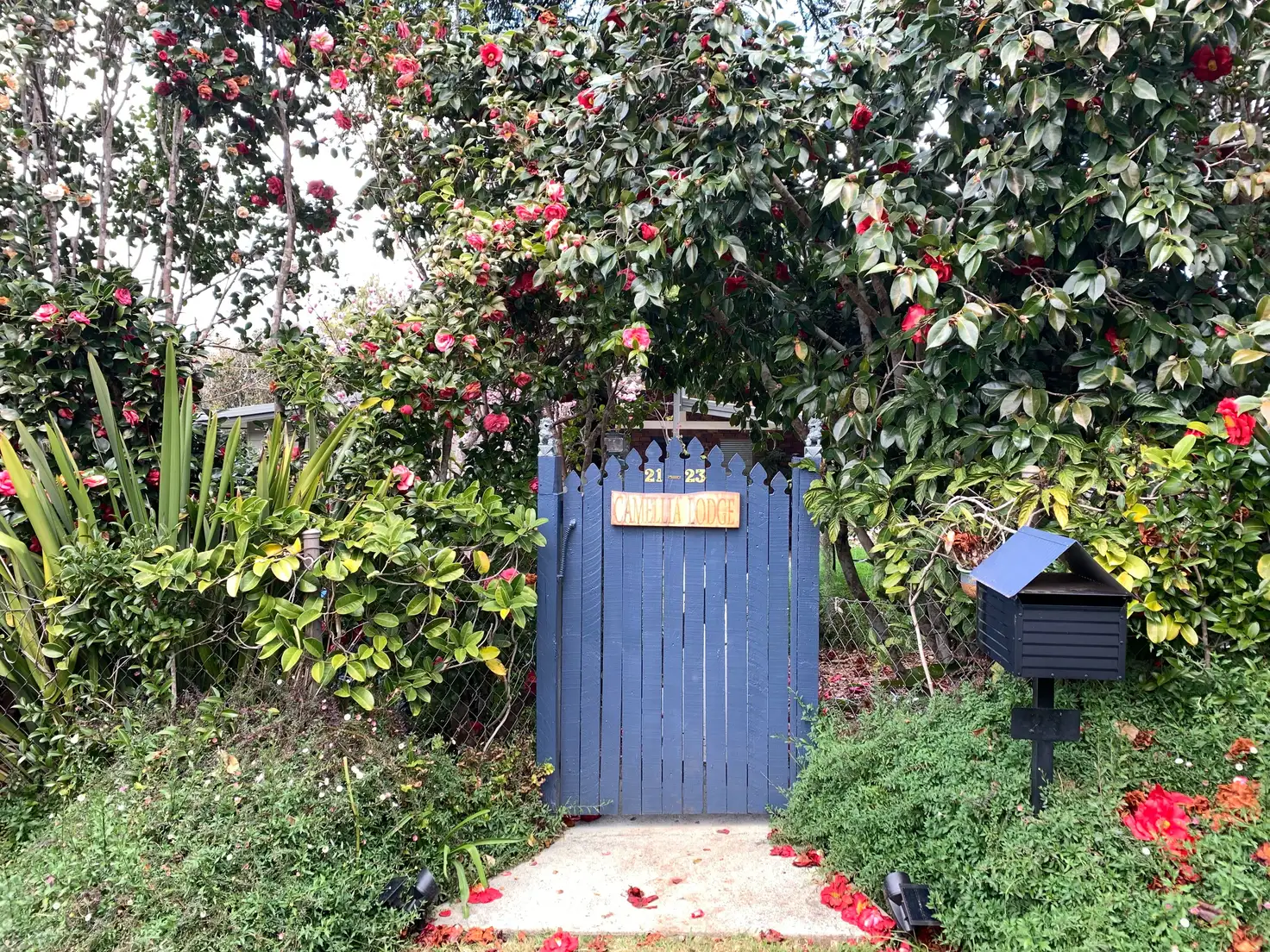 Main view of Homely house listing, 21-23 Beechmont Avenue, Tamborine Mountain QLD 4272