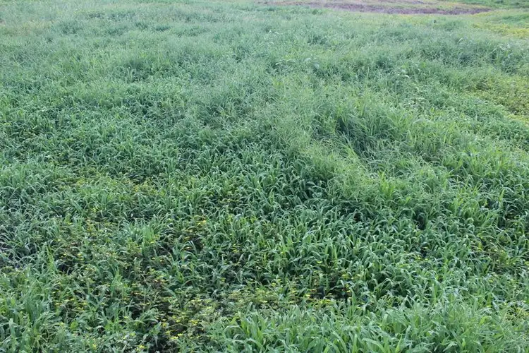 Second view of Homely rural property listing, " Gunna Gumpy", Bingara NSW 2404