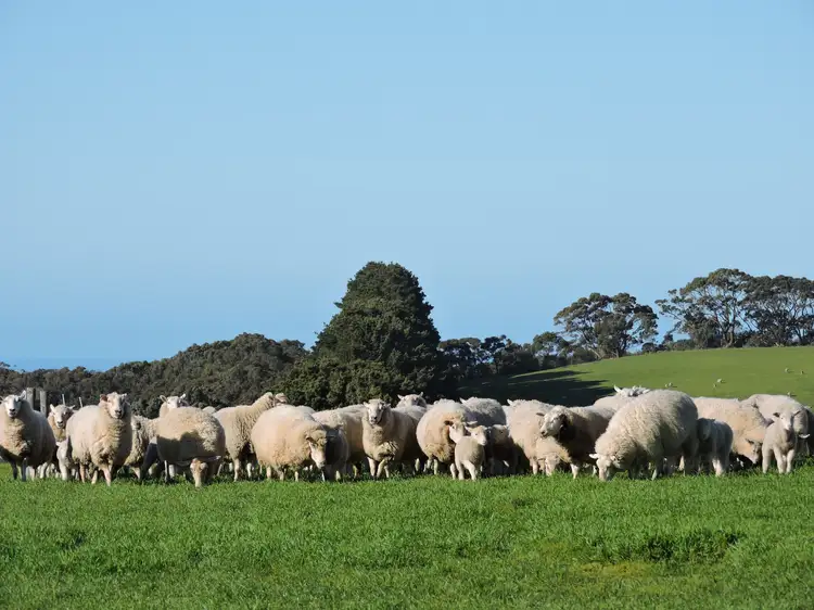 Second view of Homely rural property listing, 252 Three Bridges Road, Delamere SA 5204