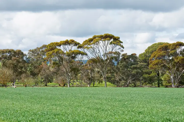 Sixth view of Homely rural property listing, 'Bagot Well Block' - Lot 102 School House Road, Bagot Well SA 5373