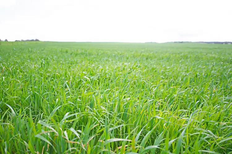Seventh view of Homely rural property listing, 'Bagot Well Block' - Lot 102 School House Road, Bagot Well SA 5373