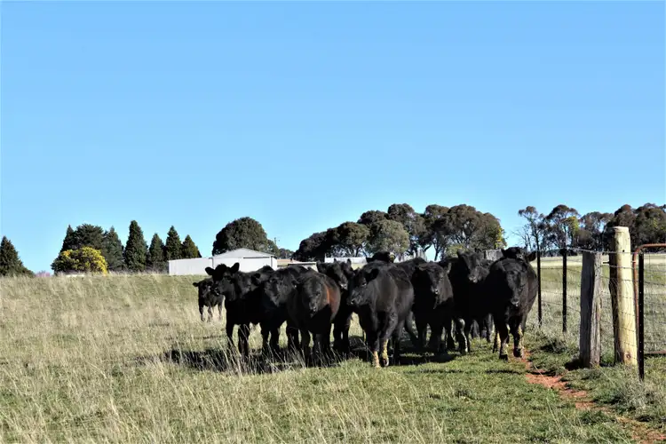 Fourth view of Homely rural property listing, 93 Peppermint Lane, Tallwood NSW 2798