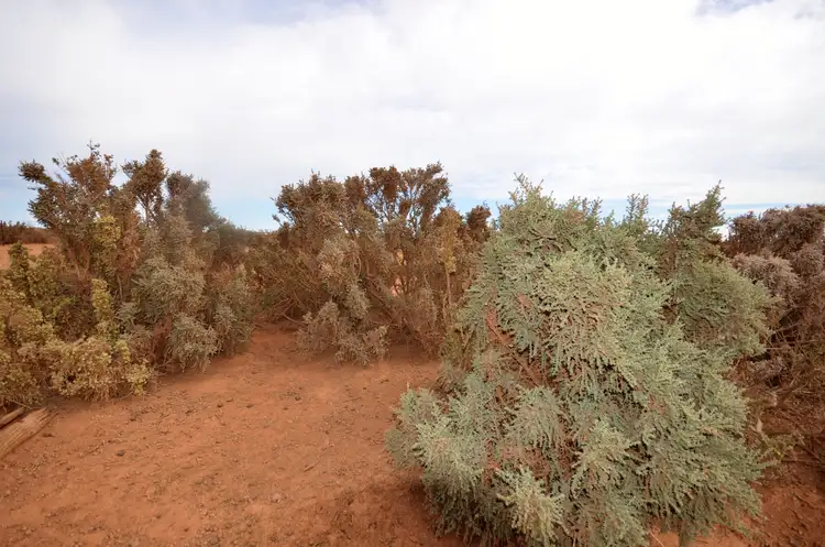 Sixth view of Homely rural property listing, 'Launer's' Lot 4 Lower Bright Road, Robertstown SA 5381