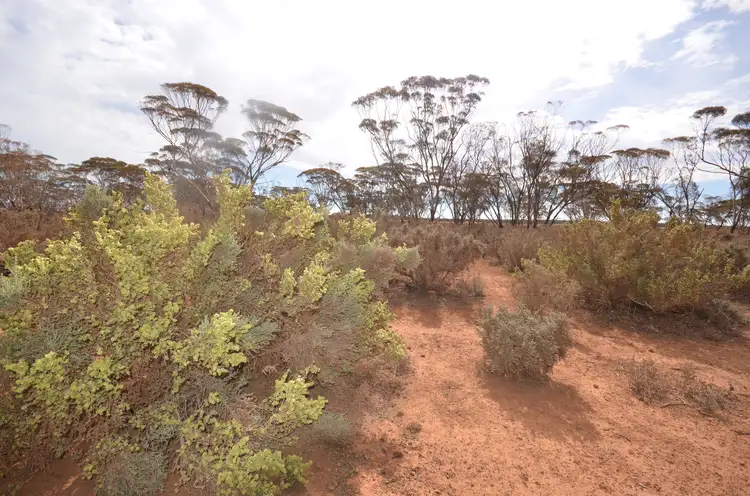 Seventh view of Homely rural property listing, 'Launer's' Lot 4 Lower Bright Road, Robertstown SA 5381