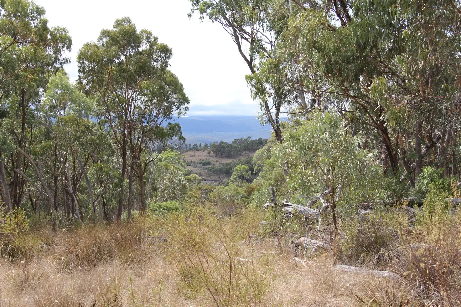 Main view of Homely rural property listing, 135 BACK CREEK Road, Tenterfield NSW 2372