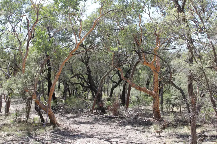 Second view of Homely rural property listing, 135 BACK CREEK Road, Tenterfield NSW 2372