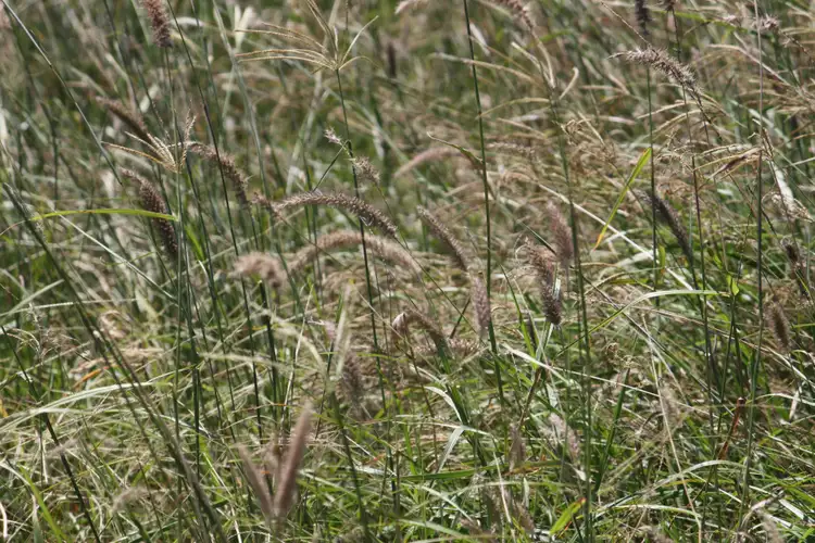 Second view of Homely rural property listing, 122 Robinsons Road, Eidsvold QLD 4627