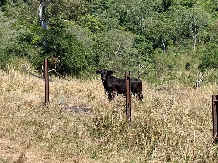 Fifth view of Homely rural property listing, 51 Oakey Creek, Sarina Range QLD 4737