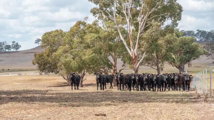 Fifth view of Homely rural property listing, 305 Glenshiel Road, Llangothlin NSW 2365