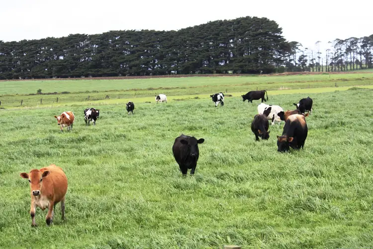Main view of Homely rural property listing, 102 Nine Mile Creek Road, Koroit VIC 3282