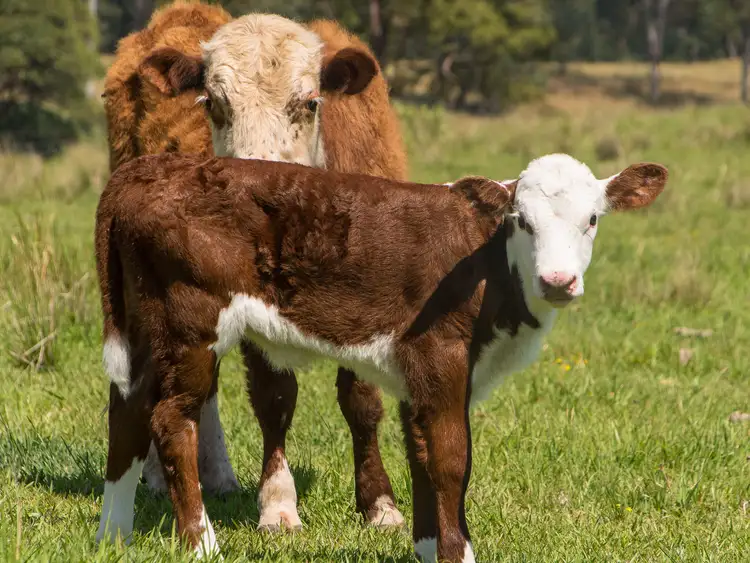 Fifth view of Homely house listing, L2 Mount Mee Road, Ocean View QLD 4521