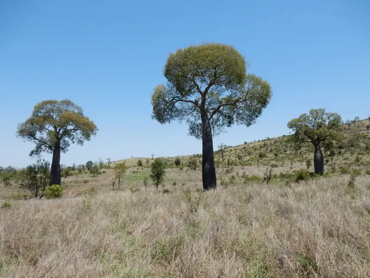 Second view of Homely rural property listing, 310 Fairview Road, Banana QLD 4702