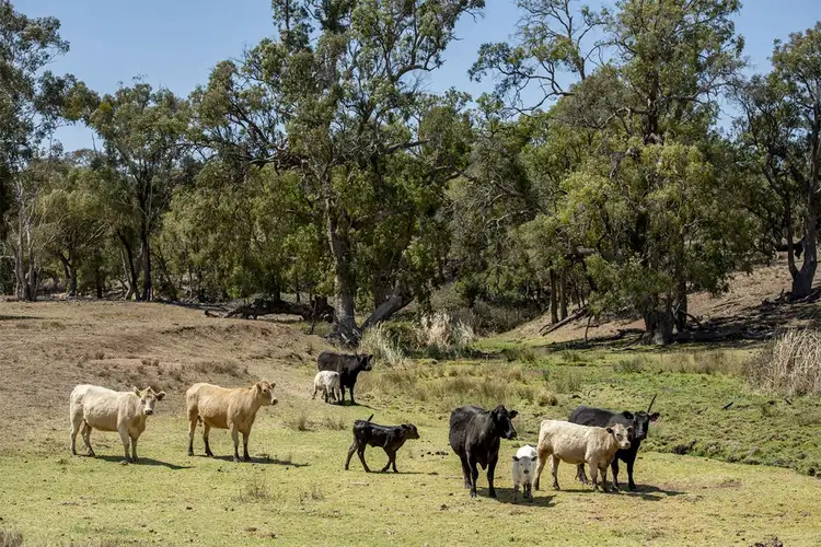 Fourth view of Homely rural property listing, 8569 SUNNY-BRAE NEWELL Highway, Coonabarabran NSW 2357