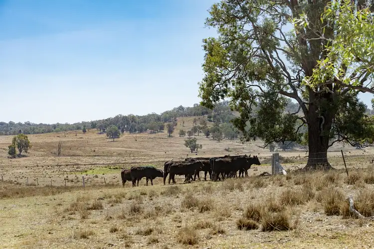 Fifth view of Homely rural property listing, 8569 SUNNY-BRAE NEWELL Highway, Coonabarabran NSW 2357