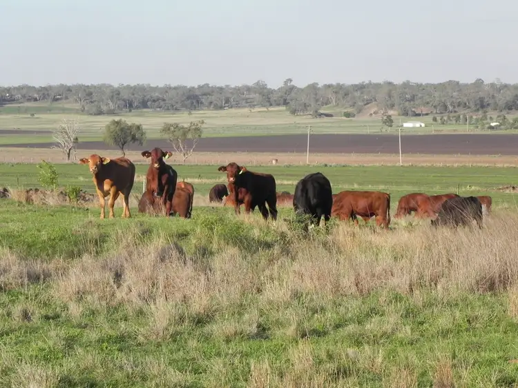 Second view of Homely rural property listing, 0 McGrath Road, Linthorpe, Biddeston QLD 4401