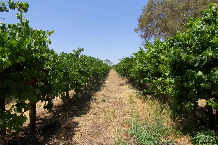 Main view of Homely rural property listing, Section 686 Soderberg Road, Monash SA 5342