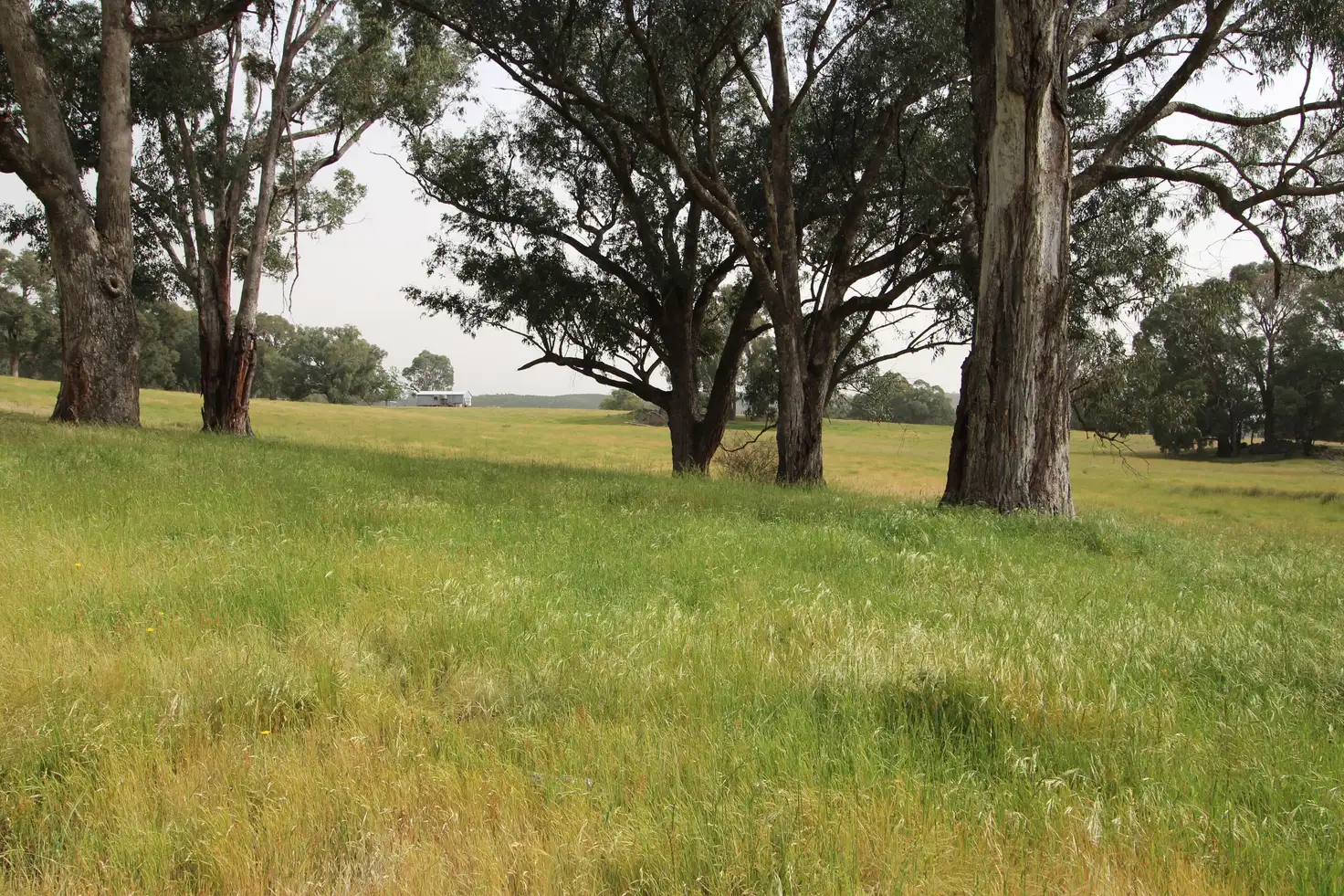 Main view of Homely rural property listing, 1126 Munderoo Road, Munderoo NSW 2653