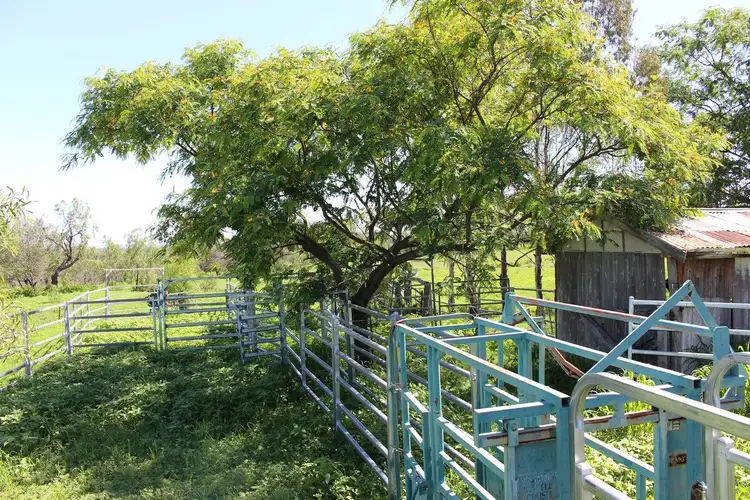 Fourth view of Homely rural property listing, 2414 Oakey-Pittsworth Road, Mount Tyson QLD 4356