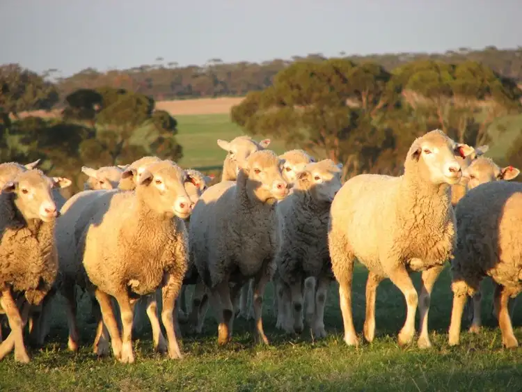 Fifth view of Homely rural property listing, Nyonger 541 Cashmore Road, Hyden WA 6359