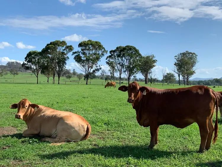 Fourth view of Homely rural property listing, 128 Barney Gordon VC Road, Beaudesert QLD 4285