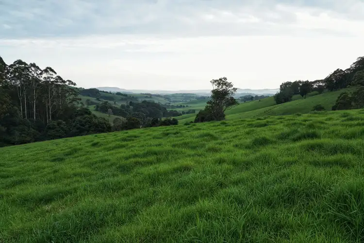 Main view of Homely rural property listing, 665 Whisky Creek Road, Dorrigo NSW 2453