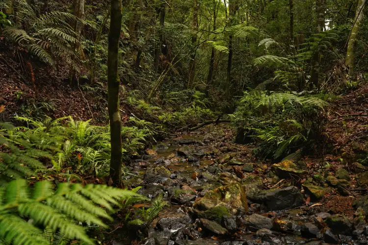 Third view of Homely rural property listing, 665 Whisky Creek Road, Dorrigo NSW 2453