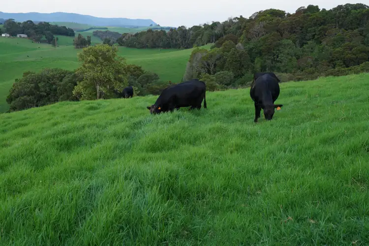 Seventh view of Homely rural property listing, 665 Whisky Creek Road, Dorrigo NSW 2453