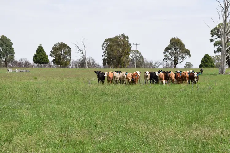 Main view of Homely rural property listing, 1071 Briarbrook Road, Guyra NSW 2365
