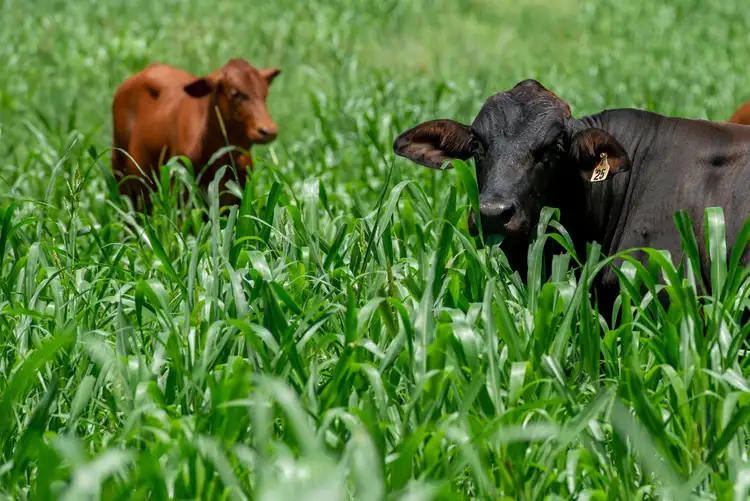 Sixth view of Homely rural property listing, 415-433 Anderleigh Road, Gunalda QLD 4570