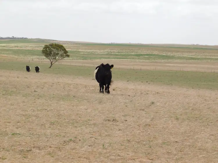 Third view of Homely rural property listing, 603 DAY Road, Lameroo SA 5302
