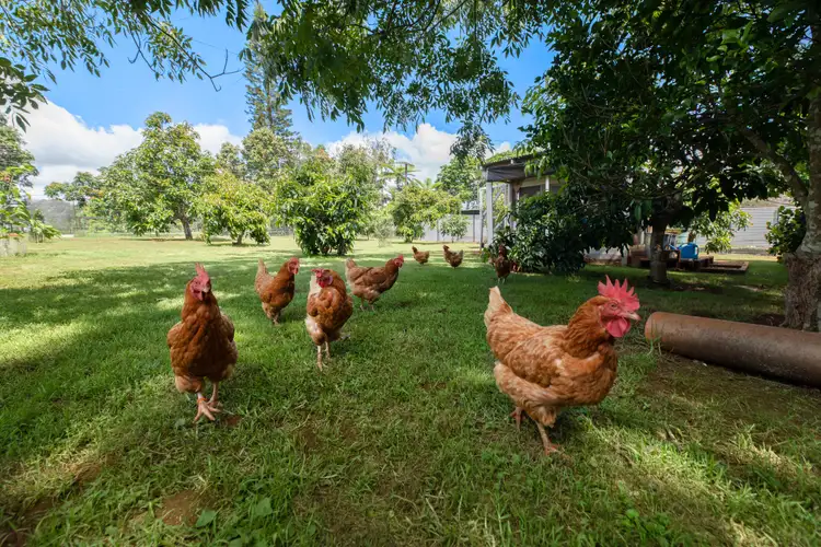 Fourth view of Homely rural property listing, 147 Obi Obi Road, Mapleton QLD 4560